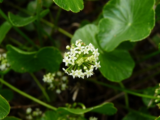 {Hydrocotyle prolifera}